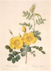 Rosa Eglanteria